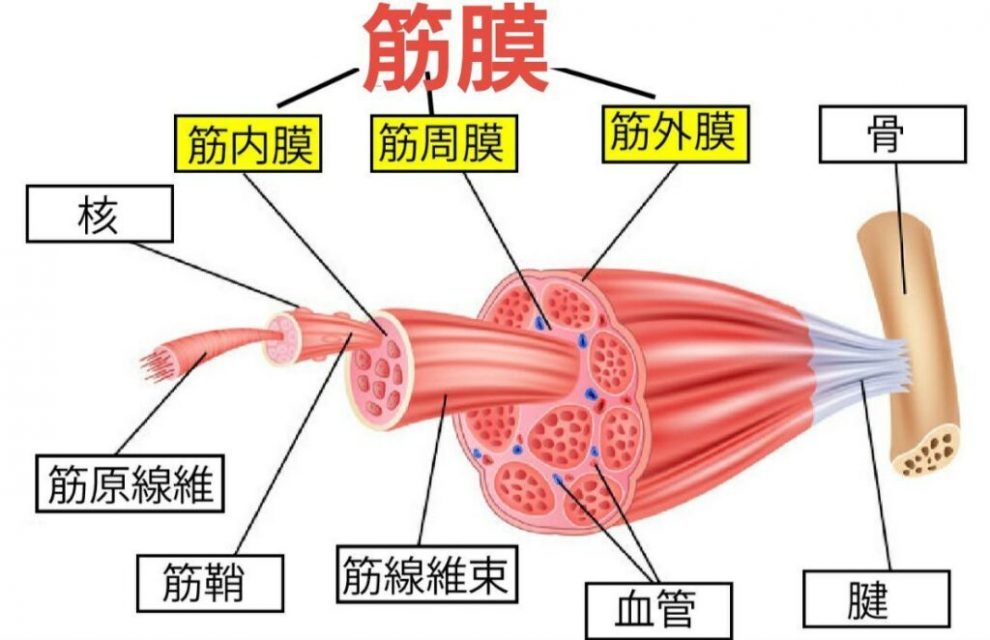 筋膜の図解