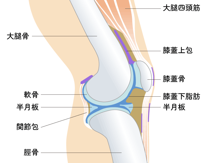 ひざの図解