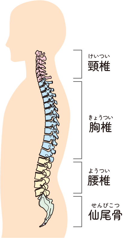 背骨