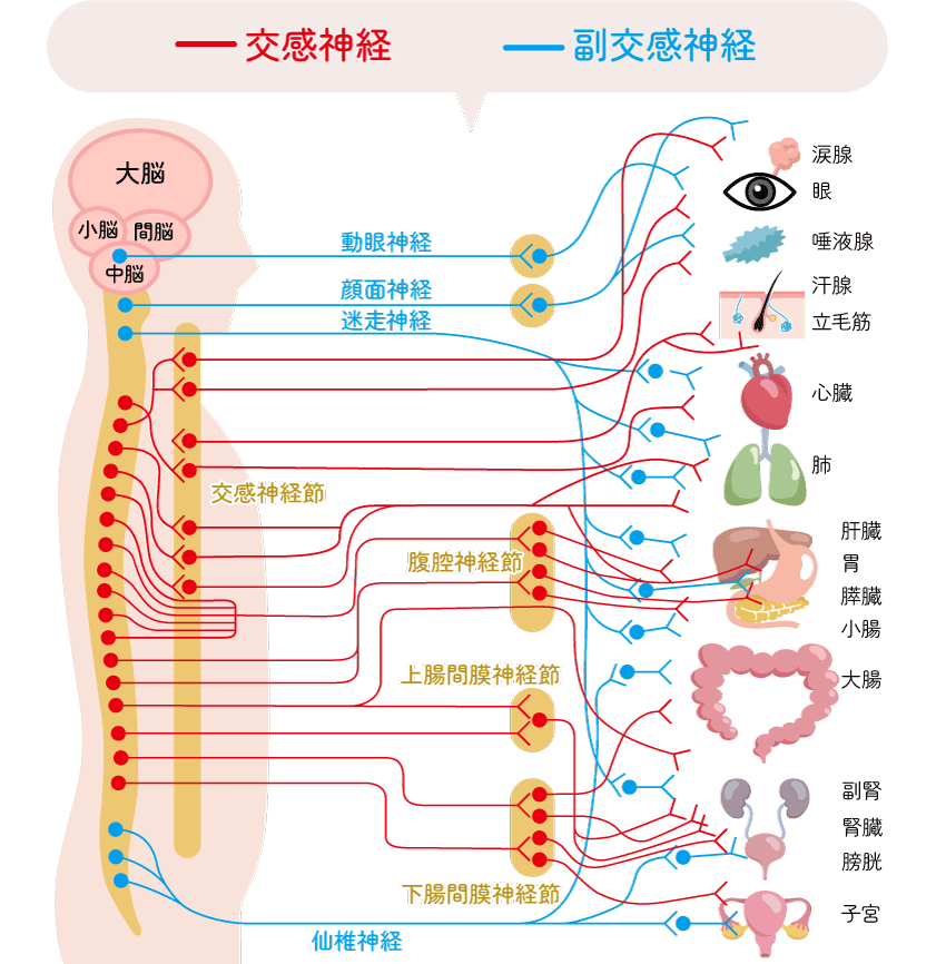 自律神経