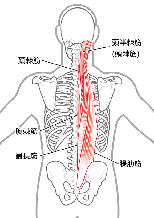 脊柱起立筋